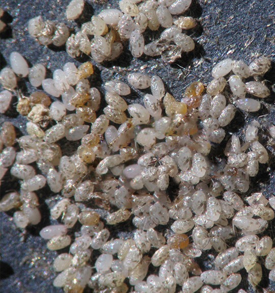 Insect food